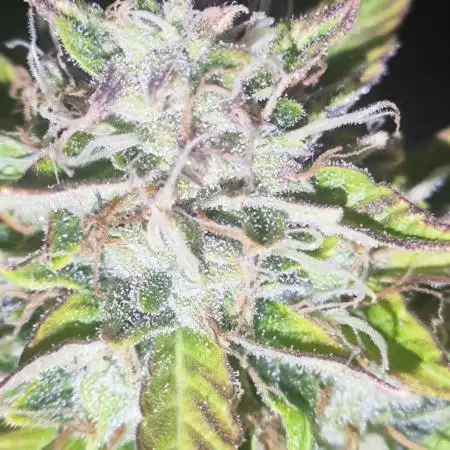Blue Skywalker Berry