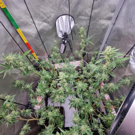 Sleepy Joe, my 1st indoor grow!