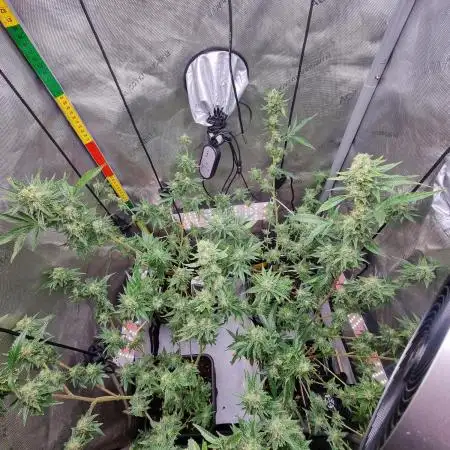 Sleepy Joe, my 1st indoor grow!