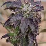 Amnesia Super Silver Haze/PMarker/WCake