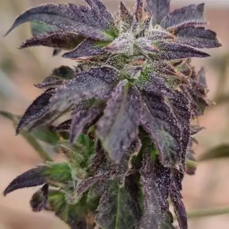Amnesia Super Silver Haze/PMarker/WCake