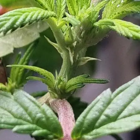 Slurrup, OG Kush & a Black Domina Baby