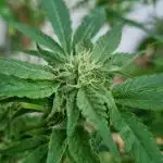 Amnesia Super Silver Haze/PMarker/WCake