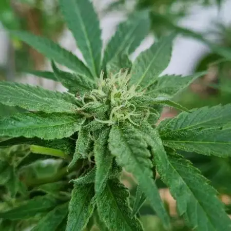 Amnesia Super Silver Haze/PMarker/WCake
