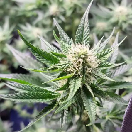 Sleepy Joe, my 1st indoor grow!