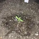 NYC Sour Diesel