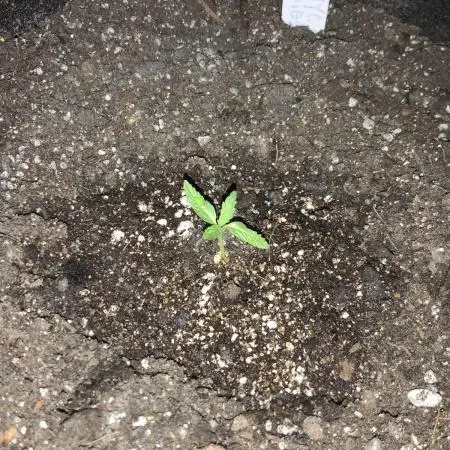 NYC Sour Diesel