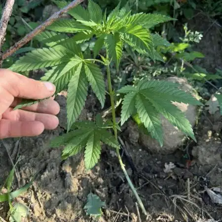 la mia oasi verde