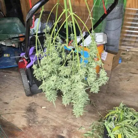 2025 - Wedding Cake Auto - First Attempt