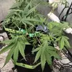 2025 - Wedding Cake Auto -Second Attempt