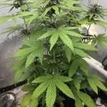 2025 - Lemon Cherry Cookies auto