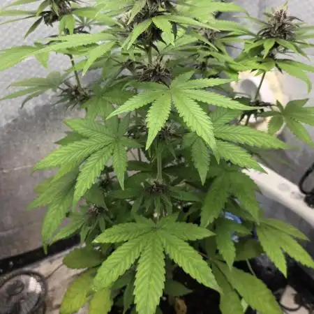 2025 - Lemon Cherry Cookies auto