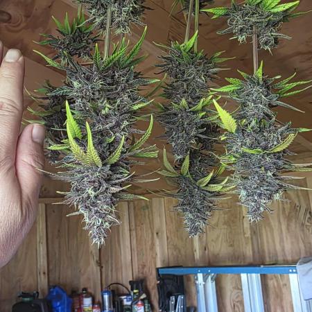 2025 - Lemon Cherry Cookies auto