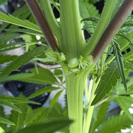 2025 - Northern lights auto