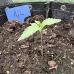 2025 - Northern lights auto