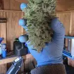 2025-Northern lights auto-Second Attempt