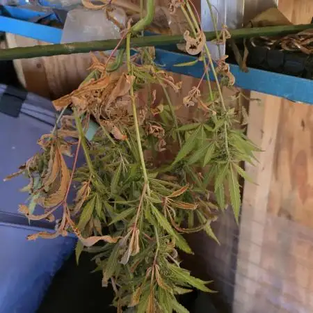 2025 - Wedding Cake Auto -Second Attempt