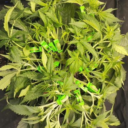 Lemon Cherry Cookies Auto First Grow