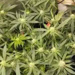 Lemon Cherry Cookies Auto First Grow