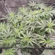 Kitsune kush Auto