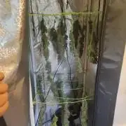 Kitsune kush Auto