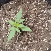 Apple fritter Auto.