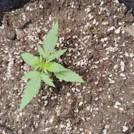 Apple fritter Auto.