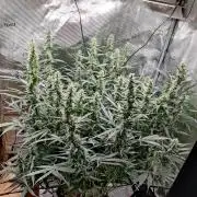 Kitsune kush Auto