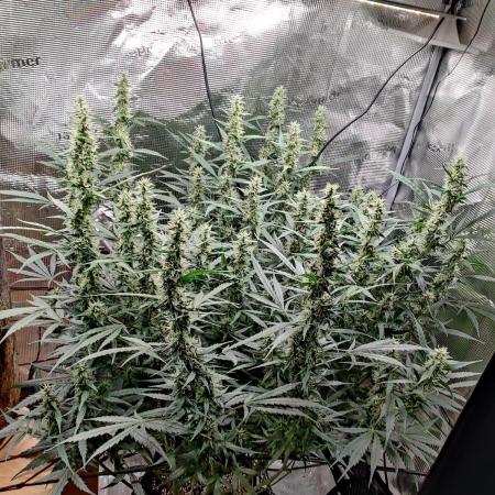 Kitsune kush Auto