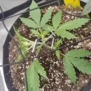Kitsune kush Auto