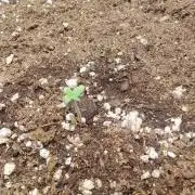 Strawberry shortcake Auto