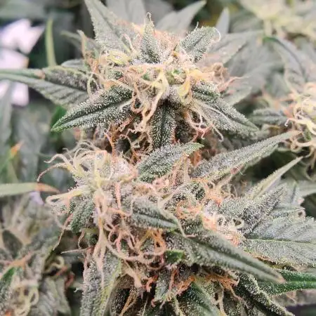 Blueberry bubbelgum auto.