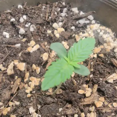 White biscotti og xxl