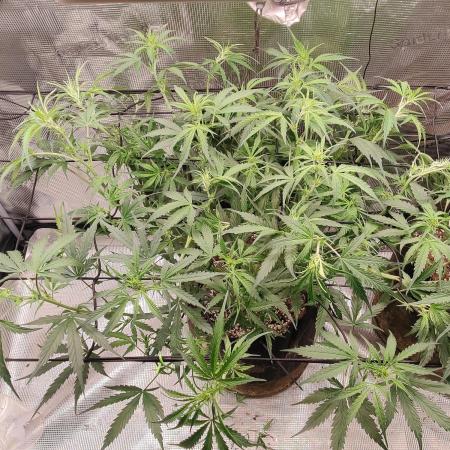 Kitsune kush Auto