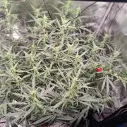 Kitsune kush Auto