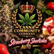 Strawberry shortcake Auto