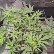 Kitsune kush Auto
