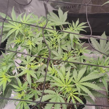 Kitsune kush Auto