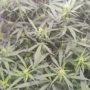 Kitsune kush Auto