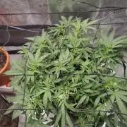 CCG SS Project