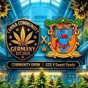 Ccg Run sweet seeds