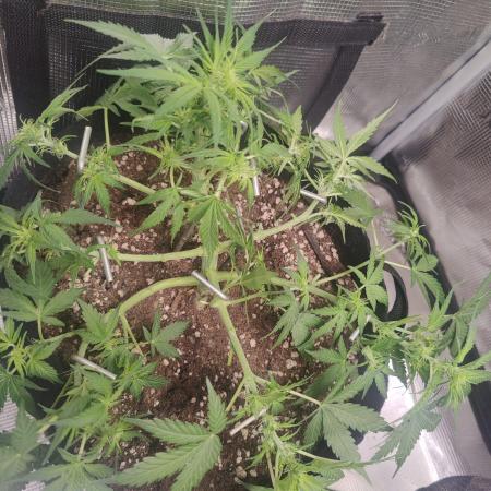 Apple fritter Auto.