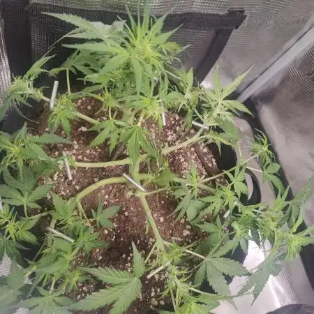 Apple fritter Auto.