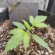 Kitsune kush Auto