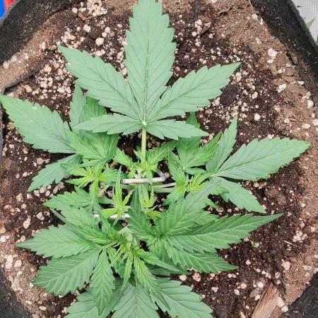 Apple fritter Auto.