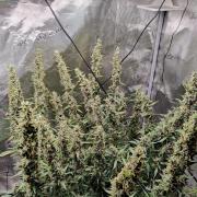 Kitsune kush Auto