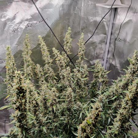 Kitsune kush Auto