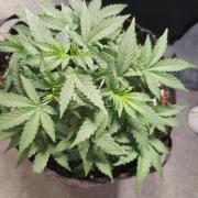 CCG SS Project
