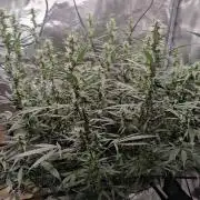 Kitsune kush Auto