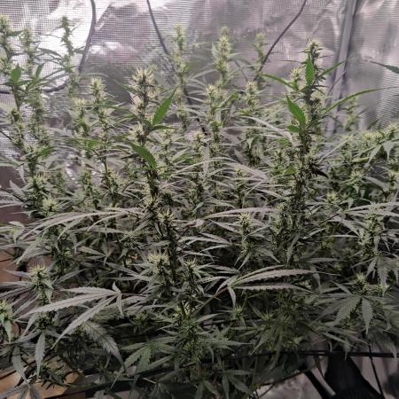 Kitsune kush Auto